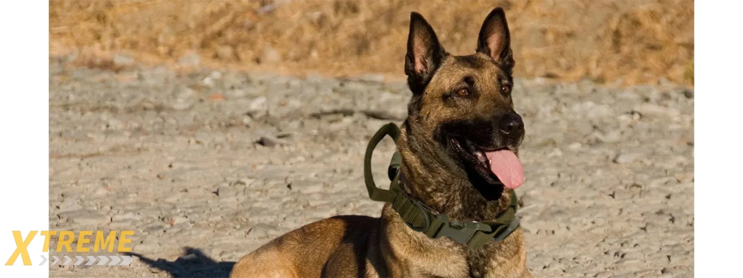 G-FORCE REINFORCED NYLON DOG COLLAR W/ EVA HANDLE HEAVY-DUTY TACTICAL PERFORMANCE